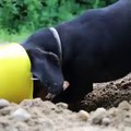 Dachshunds Doing Road Work - Cute Construction Worker Dachshunds!