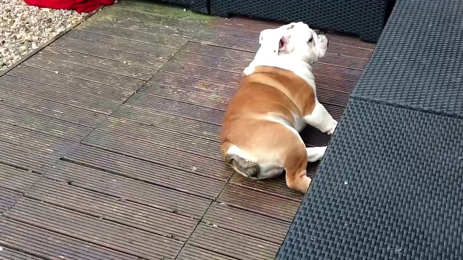British Bulldog Acting Strange