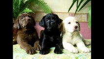 top 12 de las mejores razas de perros en el mundo (loquendo)