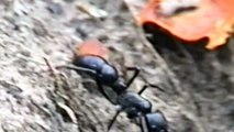 Dinoponera gigantea., Giant ants, Carnivorous, poisonous insects,