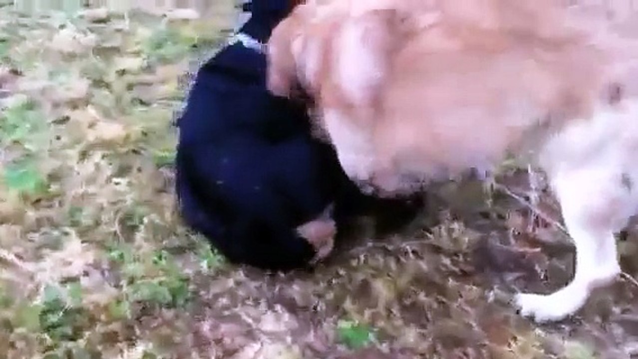 Rottweiler vs golden retriever!