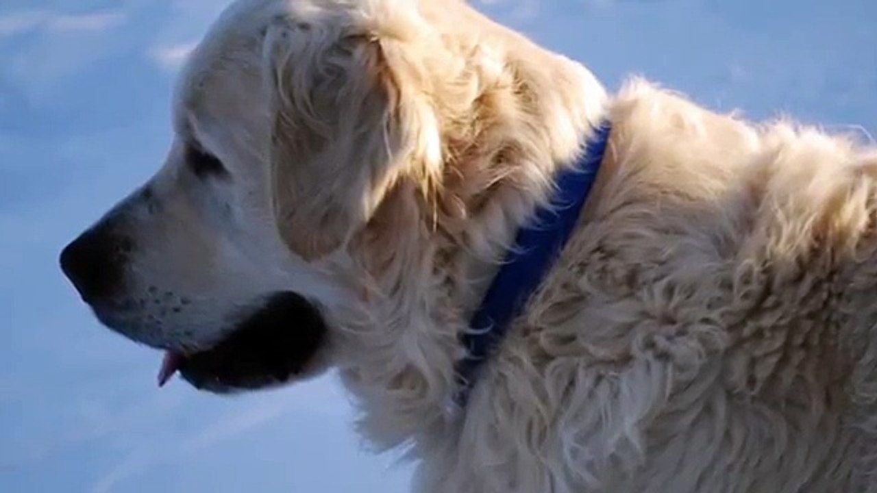 "Ludde" of Heart of Gold Retrievers (Creme Golden Retriever Stud)
