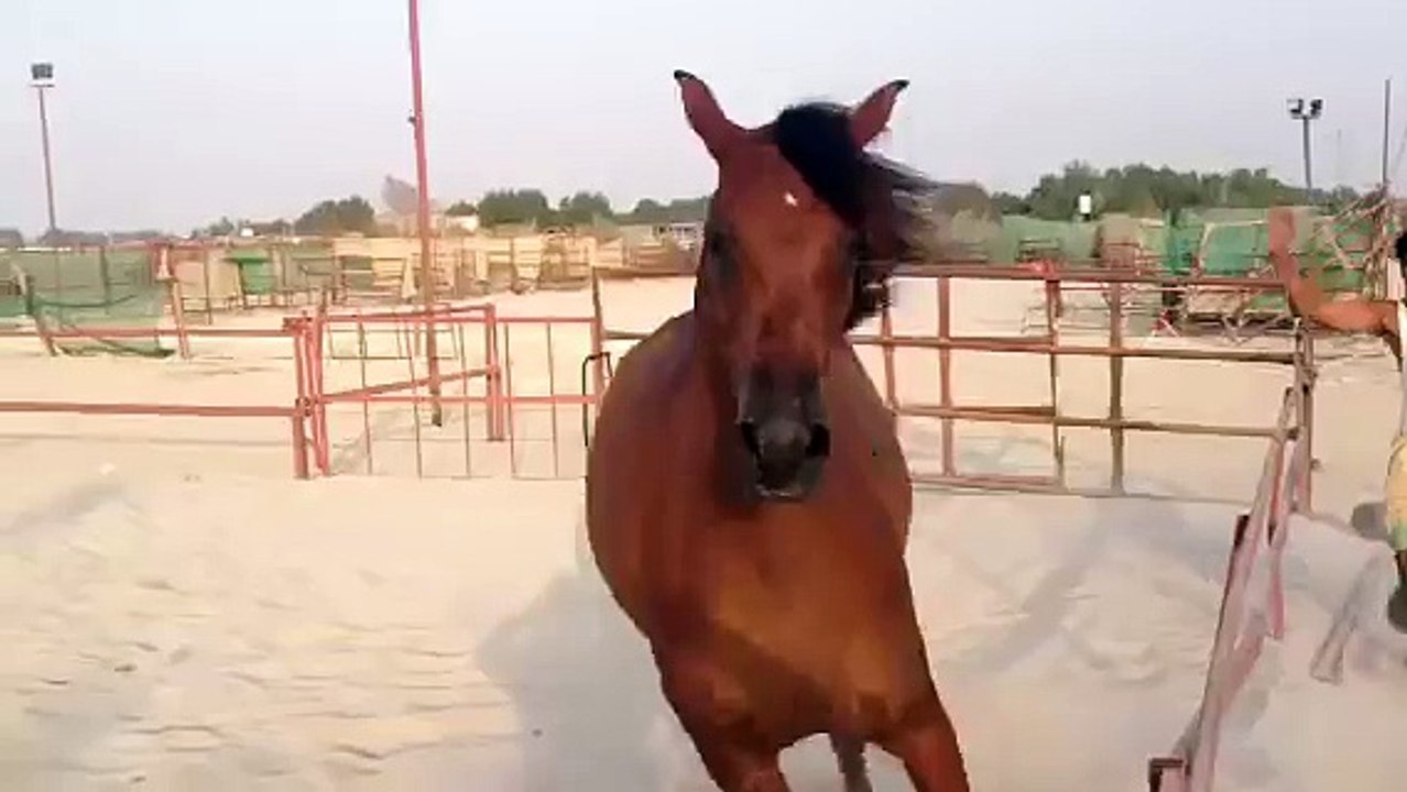 الفرس اسيل النجوم عربيه جميله واهو للبيع ٠٥٩٠٩٦٤٠٤٠