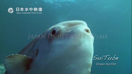 Ocean Sunfish, Japan