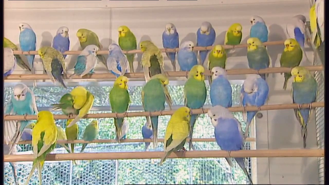 Burke's Backyard, Glowing Budgies
