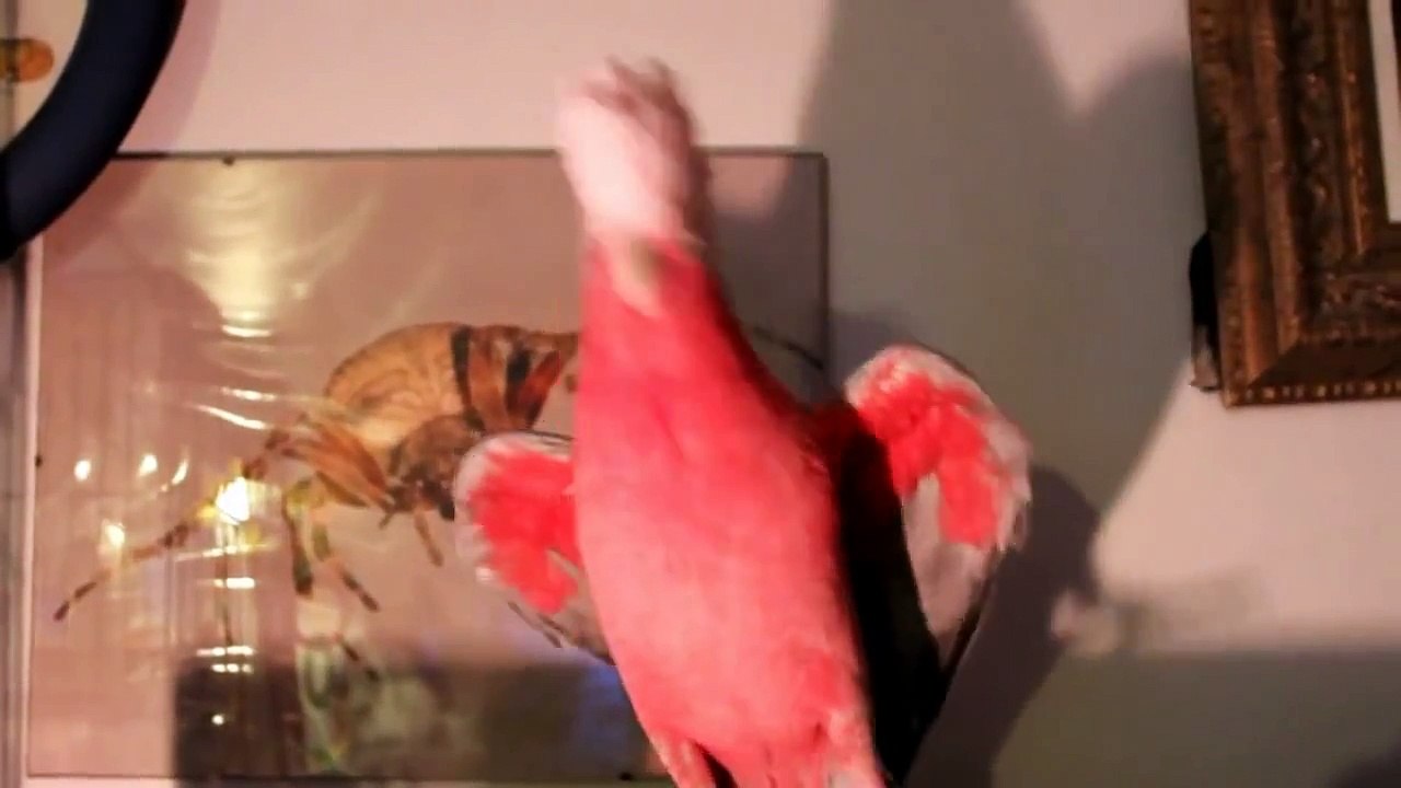Loro rosa bailando Opam Candasta (videos de risa) (www.tepillao.com)