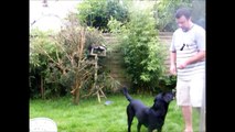 dog training   Labrador   scent work   detection    searching   day 2   Take the lead dog training
