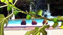 Grow Cold Hardy Fig Trees in New York, New Jersey & Pennsylvania