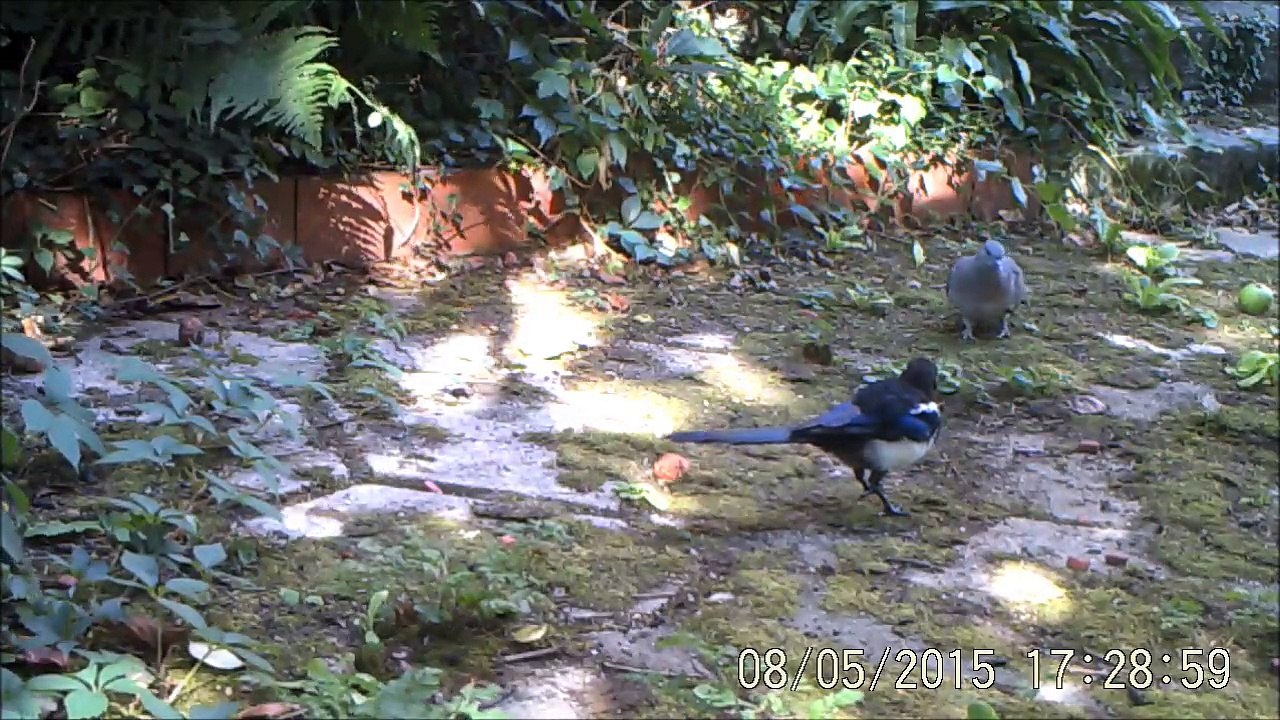 Pie chassée par un pigeon et une tourterelle, à Rouen, 5 et 6 août 2015.