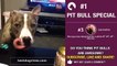 Best Pit Bull terrier vines Dog vine compilation July Ep 1 Funny American Pit bulls videos