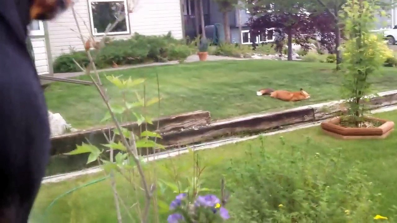 En entendant le chien aboyer, elle a saisi sa caméra. Et ce qu'elle a alors découvert est vraiment génial !