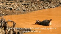 Sambar Deer attacked by Dhole