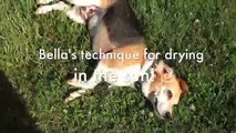 Bella the cute beagle drying and running really fast
