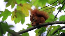 Cute Red Squirrel eats a nut (walnut)