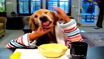 Cats and dogs eating with hands Funny and cute animal compilation HD
