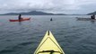 Basking Shark and Sea Kayaks, Isle of Barra, Outer Hebrides , Scotland