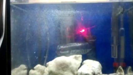 Schiumatoio pico reef