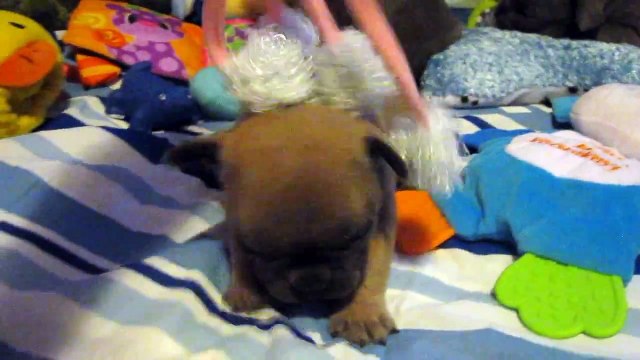 Tri-State Area's Legacy French Bulldogs: Postcards Home from your Beautiful Blue Frenchie Puppies