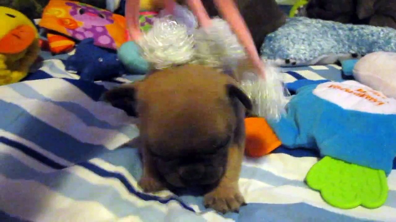 Tri-State Area's Legacy French Bulldogs: "Postcards Home" from your Beautiful Blue Frenchie Puppies