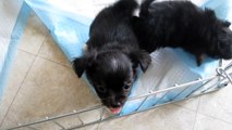 Long Hair Chihuahua Puppies For Sale Video Dailymotion