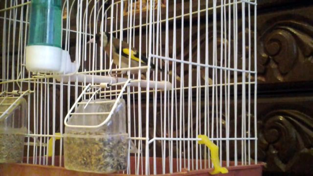 أجمل تغريد طائر الحسون البري-*المقنين*- الجزائري أحكم بنفسك.