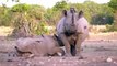 Black Rhino calf feeding.