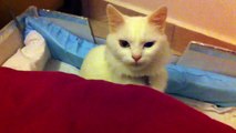 Van kedisi Minoş ve 8 günlük yavruları (chat rare, turc de Van) turkish Van