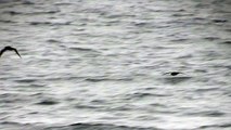 Short tailed Shearwater, 1st July 2015, remote Bering Sea