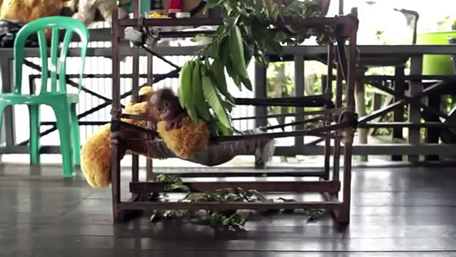Orangutan bebe