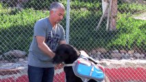 Introducing the New Cesar Millan Dog Backpack