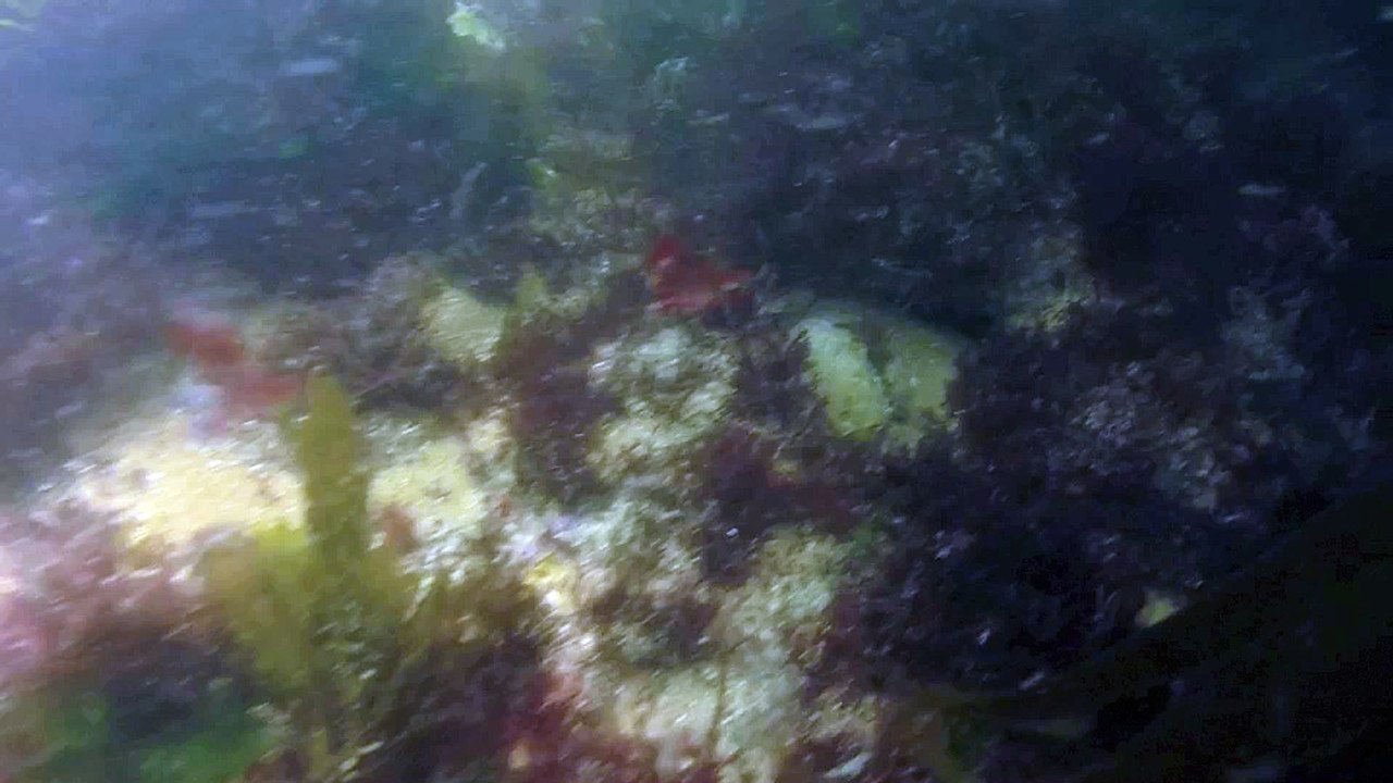 Homard Ile de Ré