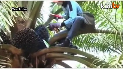 Buy more FGV shares, minister says