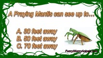 Praying Mantis Animal Quiz