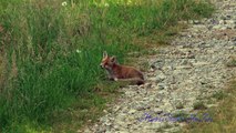 Top Favorite 4K, UHD clips 2014 - 02, Red Fox, Rotfuchs