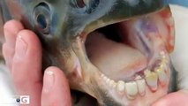 Ecco il pacu, pesce con denti umani che mangia i testicoli (occhio alle palle)