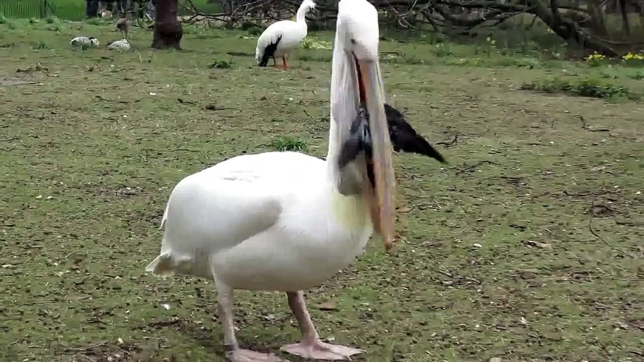 pelican devouring a pigeon @ St James's Park, London