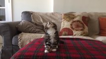 Kitten dances to Uptown Funk is adorable!