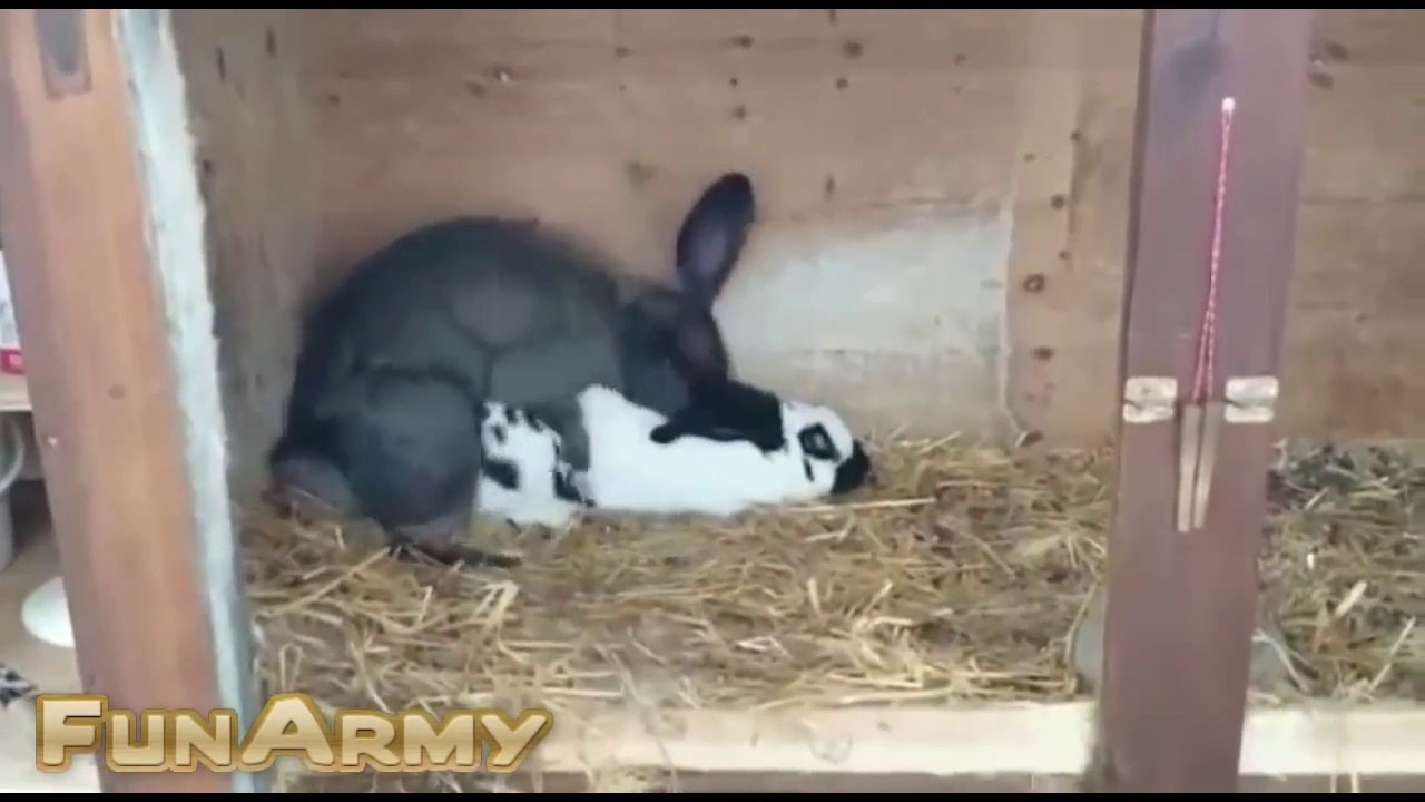 Funny videos 2015 funny pranks