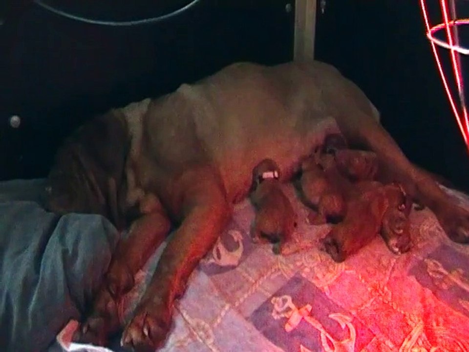 Les 5 merveilles de Guly et Jackpot ( 2 filles et 3 garcons)