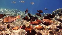 The underwater world of Red sea. красное море рыбы