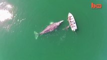 Grey Whale Mother and Calf playing with Tourists filmed by Drone