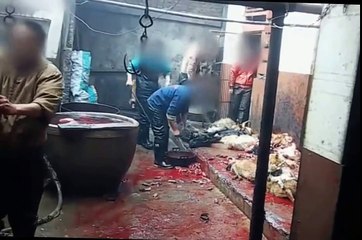✦INSIDE THE CHINESE DOG LEATHER BARBARIC INDUSTRY✦