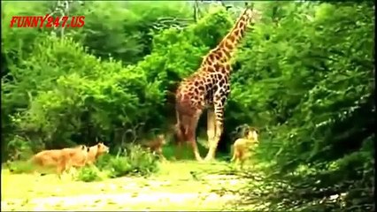 16 minutes South Africa Lion Attack Animals
