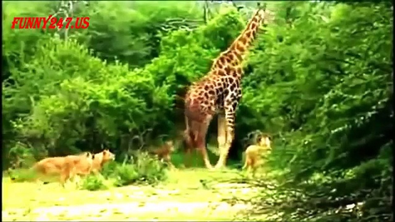 16 minutes South Africa Lion Attack Animals