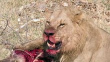 Young male lion eating giraffe