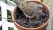 Mourning Dove and Chicks in Nest on Fire Escape in San Francisco California