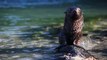 Sea Lions in New Zealand