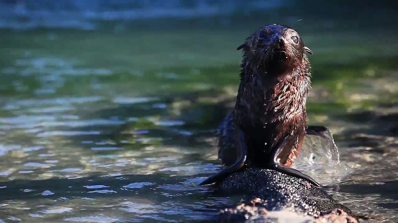 Sea Lions in New Zealand