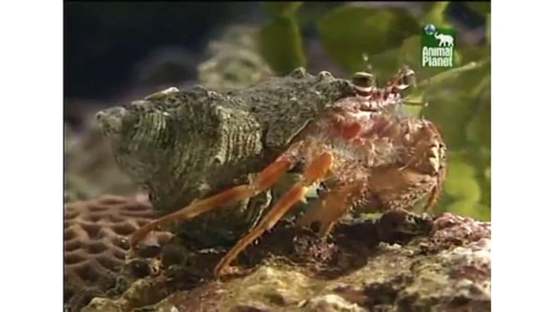 ⁣Animal Planet Al Extremo - Parejas Disparejas 2/5
