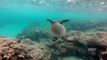 Sea Turtles in Hawaii GoPro Hero3 Underwater Video